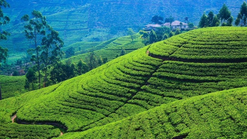 Ceylon-Tea