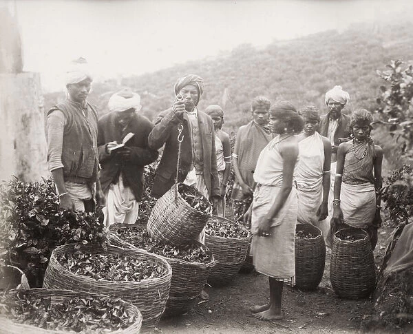 past tea cultivation in sri lanka